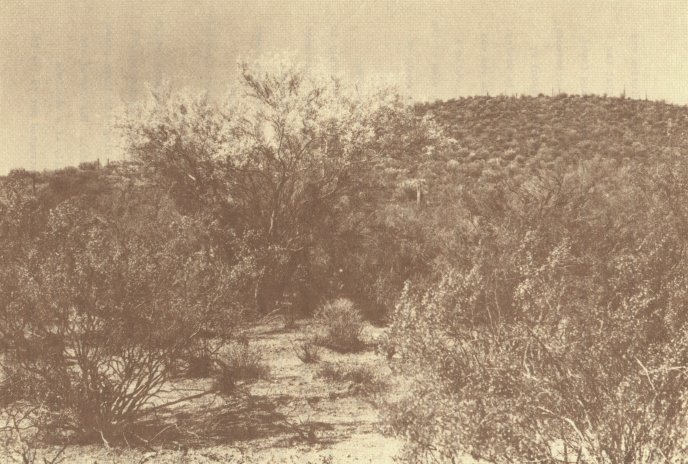 Vegetation