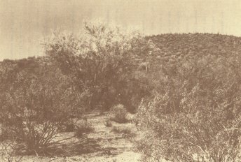 Vegetation