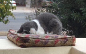 picture of a cat