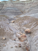 PetrifiedForest-007.jpg