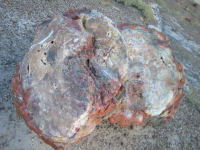PetrifiedForest-011.jpg