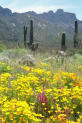 catalina flowers