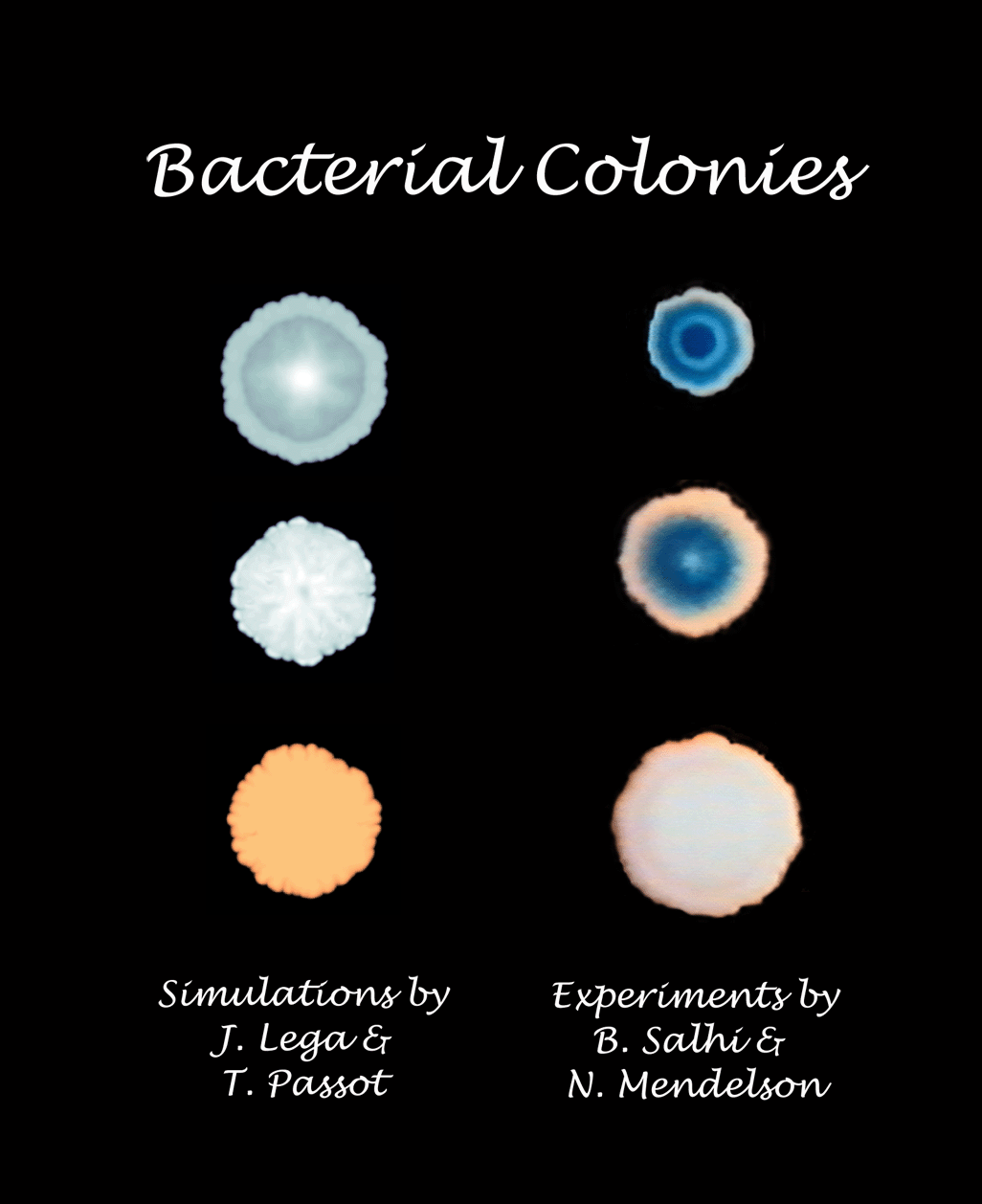 Bacterial Colonies
