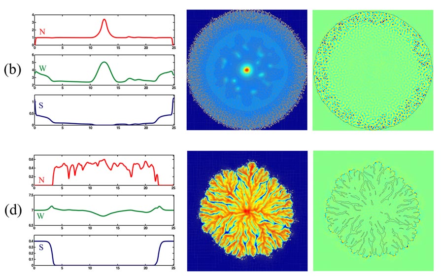 Numerical Simulations