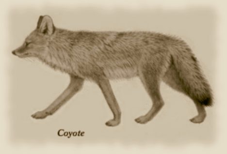 A newcomer to the north woods, the coyote has begun to cycle with the others.