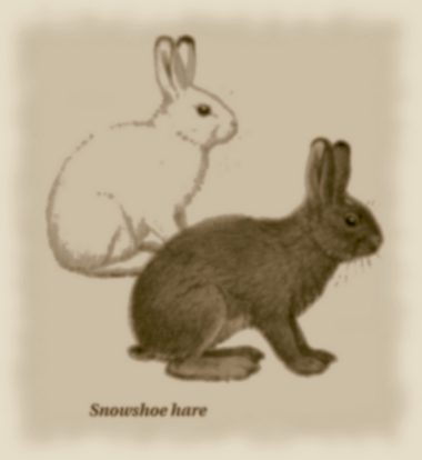 The snowshoe hare is the dominant herbivore of the boreal forest, and the main source of meat in winter.
