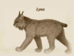 The lynx specializes in eating hares.