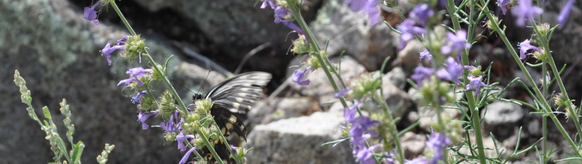 Chiricahua National Park