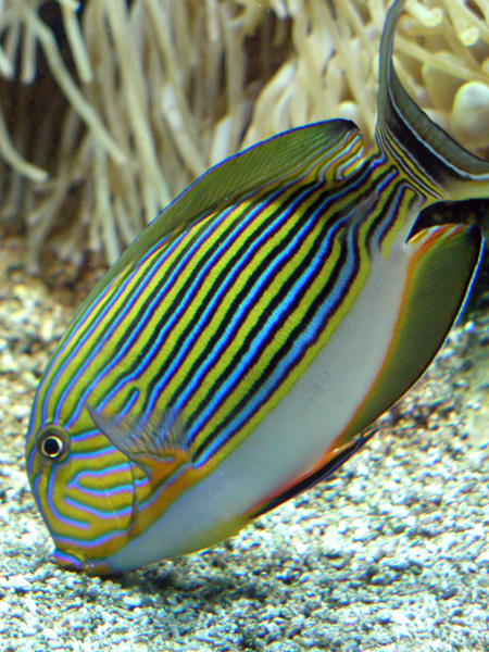 Fish and Anemones