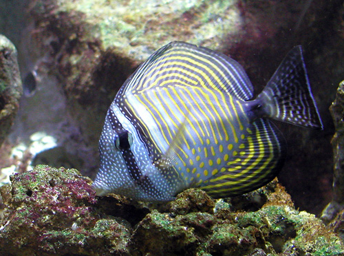 What gave the fish its stripes?