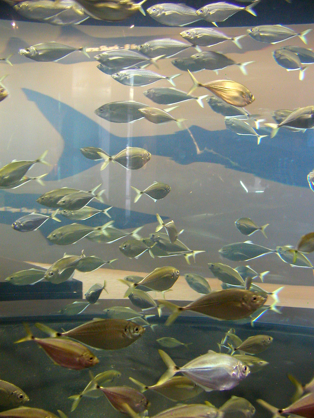 How do the fish organize themselves into schools?