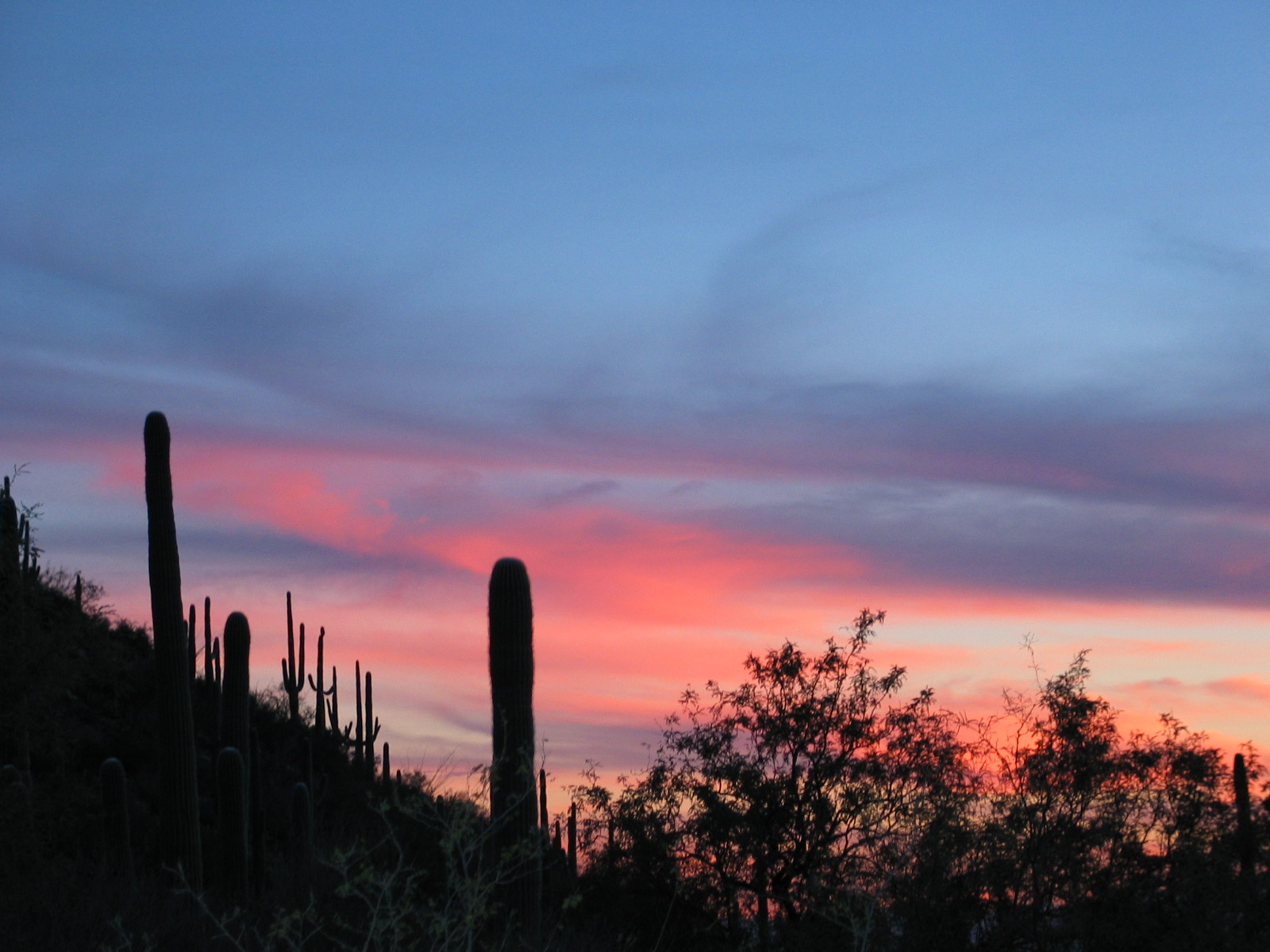 Sunset Saguaro