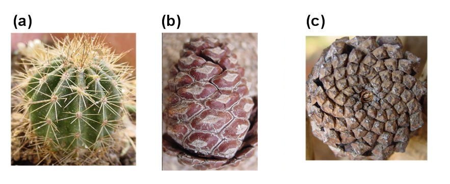 What causes patterns in plants?