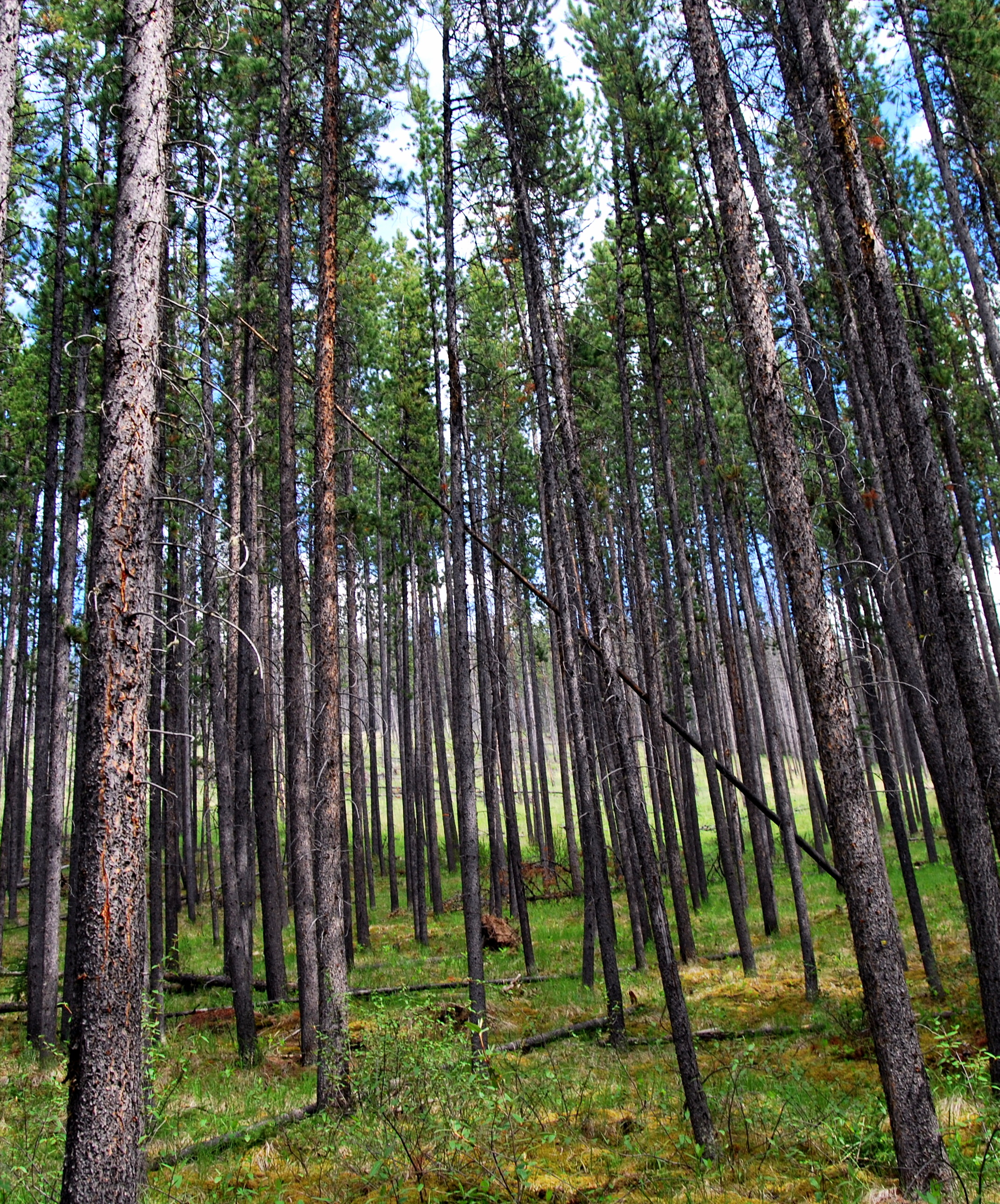 Community Trees